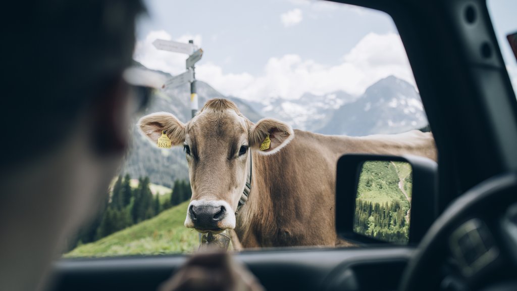Cow looking through car window in a mountain meadow with mountains in background