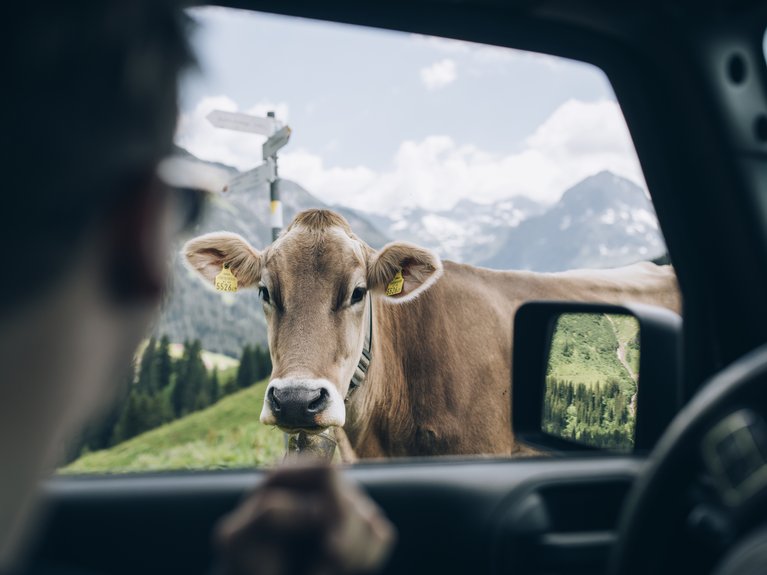 Kuh blickt durch das Autofenster auf einer Bergwiese mit Bergen im Hintergrund