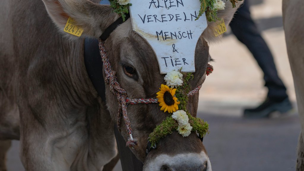 Kuh mit Blumenschmuck und Beschriftung Alpen veredeln Mensch & Tier