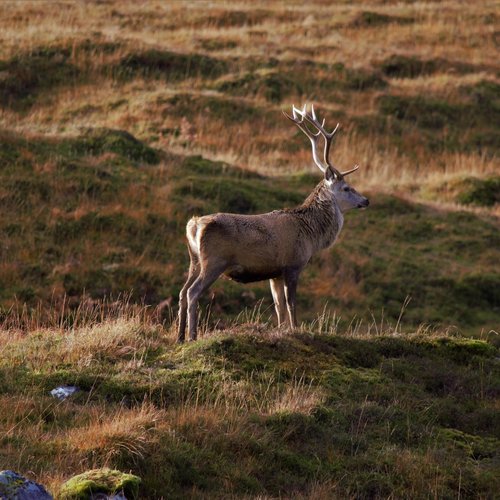 Sehenswertes am Arlberg | Hotel Post Lech Ein Hirsch mit großem Geweih steht in einer grasbewachsenen Heidelandschaft