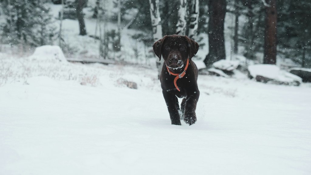 Urlaub mit Hund Post Lech Arlberg