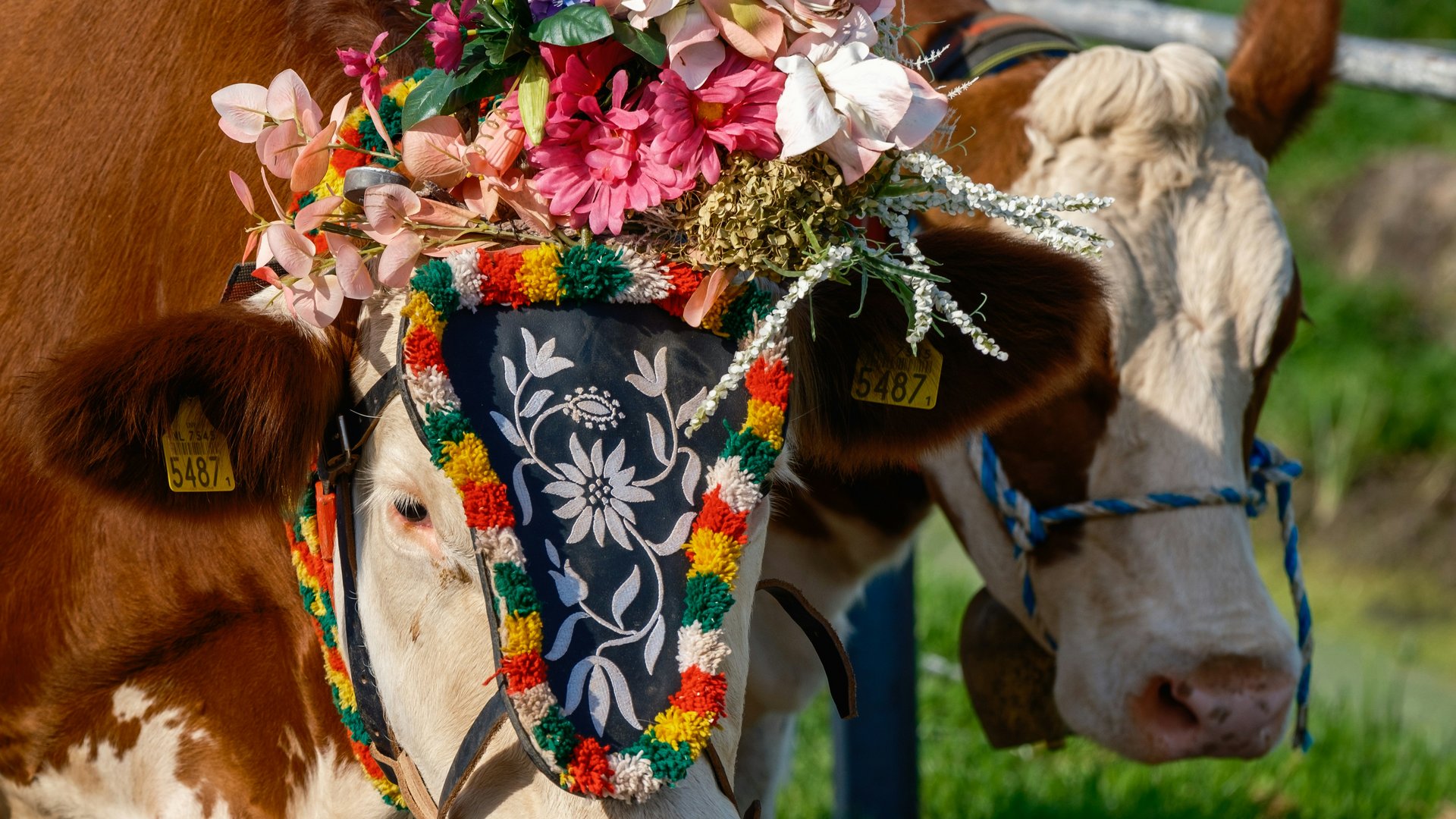 Kuh mit Blumenschmuck und Glocke auf Weide