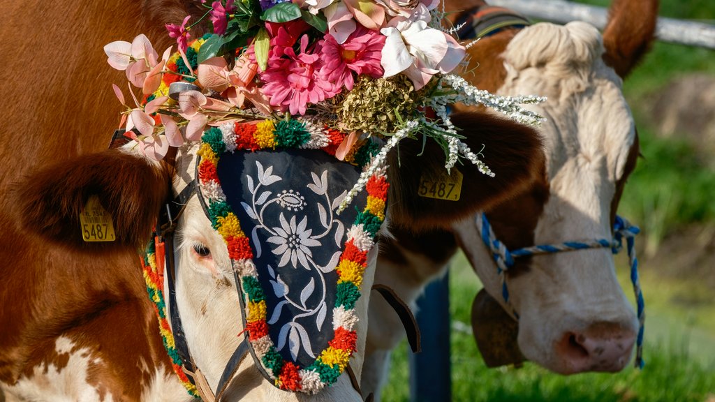 Kuh mit Blumenschmuck und Glocke auf Weide